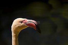 弗拉明戈,動(dòng)物肖像,鳥(niǎo)