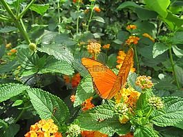 橙色蝴蝶,花卉,bug