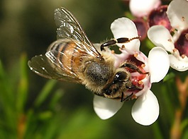 蜜蜂,花,盛开