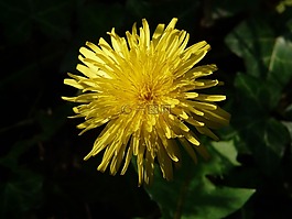 蒲公英,花,黃色
