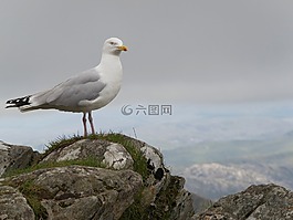 海鷗,威爾士,戶外