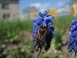 歐洲蜜蜂,花,特寫(xiě)