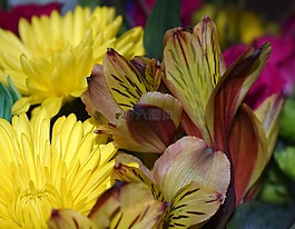 alstroemeria,秘魯百合,菊花