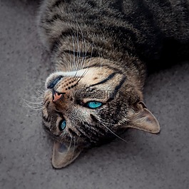 猫,蓝色的眼睛,虎