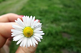 花,黛西,性質(zhì)