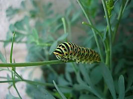 毛蟲,植物,花園