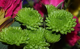 綠菊花,菊花,花