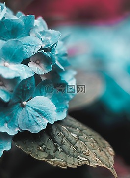自然,植物,葉子