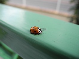 瓢蟲(chóng),動(dòng)物,宏
