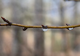 分支雨滴,雨,枝杈