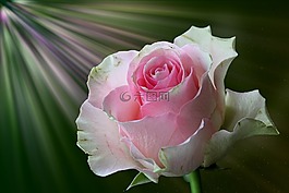 玫瑰,豐花,玫瑰綻放