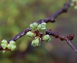 樱花芽有雨,雨点,雨芽