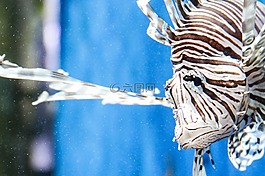 魚,海,珊瑚
