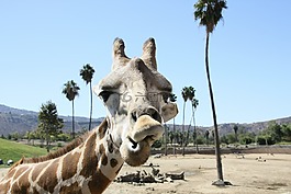 長頸鹿,動物園,圣地亞哥