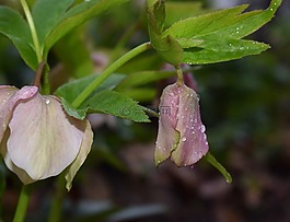 粉红色的藜芦的雨滴,粉红色的玫瑰四旬期,四旬期玫瑰