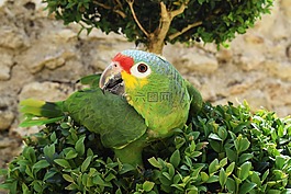 鸚鵡,鳥(niǎo),動(dòng)物