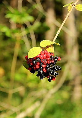 浆果,rowanberries,红色