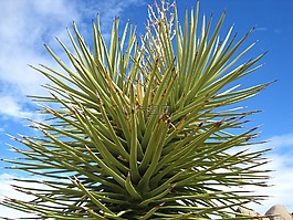 仙人掌,spikey,尖尖
