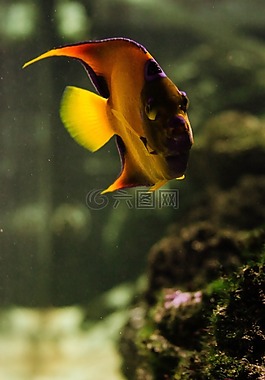水族館,魚,水