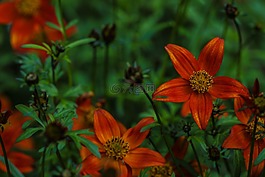 花园里的花,花,花园