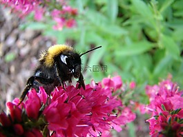 熊蜂,昆蟲,花卉