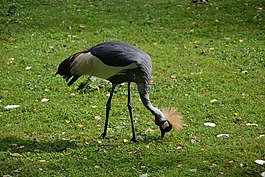 動(dòng)物,動(dòng)物世界,鳥