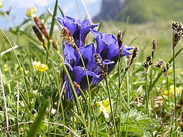 龍膽,春天,鮮花