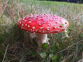 鵝膏菌,蘑菇,有毒