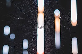 蜘蛛,web,昆蟲