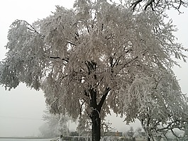 樹(shù),冷,冬天