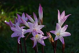 花,百合,紫