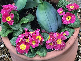 花園,自然,春