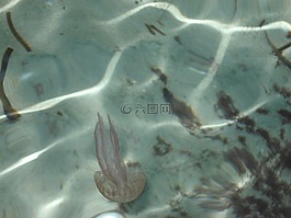 海蜇,海,水下