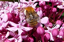 蜜蜂,花,特寫