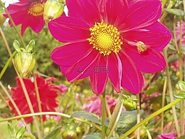 花,特寫,粉紅色