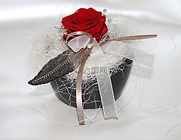 玫瑰,紅色,紅玫瑰