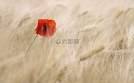 罌粟,開花,谷物