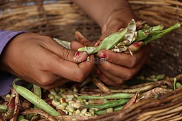 蔬菜,豆类,农夫