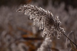 里德,芦苇,草