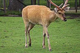 動(dòng)物,動(dòng)物園,鹿