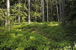 波兰,masuria,森林