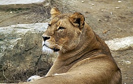 獅子,母獅,貓