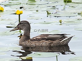 鳥,鴨,池塘