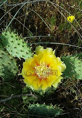 仙人掌花,黃色花,仙人掌