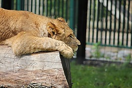 獅子,動物園,動物