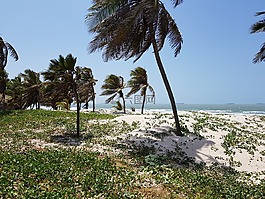 arecaceae,海滩,热带