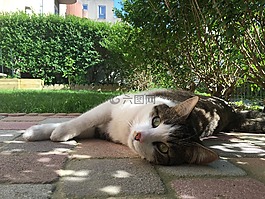 貓趴,國內(nèi)動物,貓的眼睛
