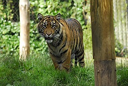 虎,動物園,動物
