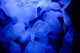 藍(lán)色,自然,水下