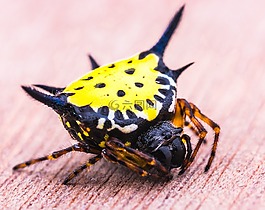蜘蛛,節(jié)肢動物,昆蟲